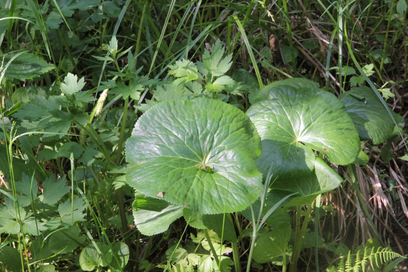 Image of Caltha palustris specimen.