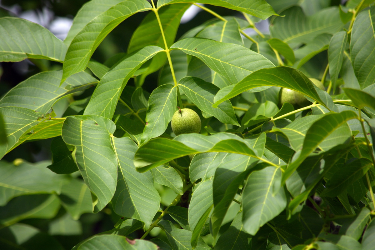 Image of Juglans regia specimen.