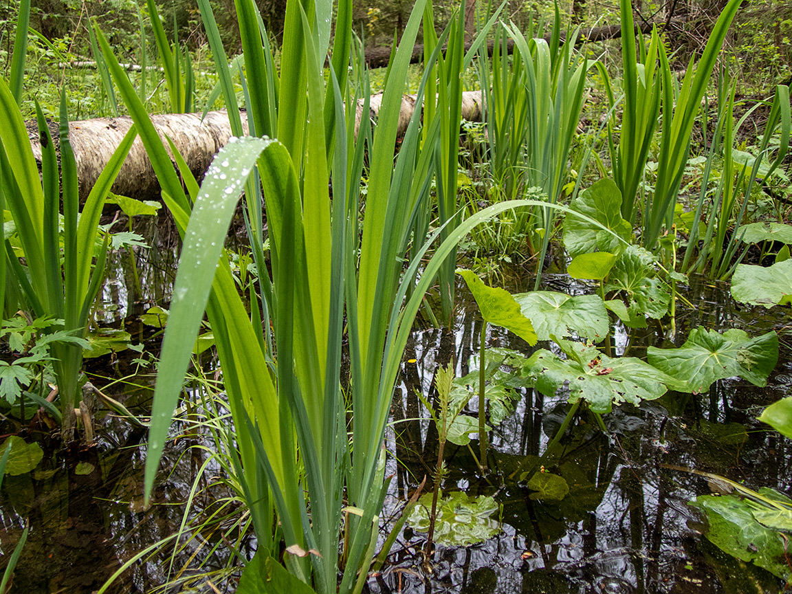 Изображение особи Iris pseudacorus.