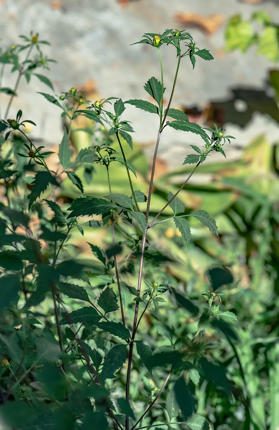 Image of Bidens frondosa specimen.