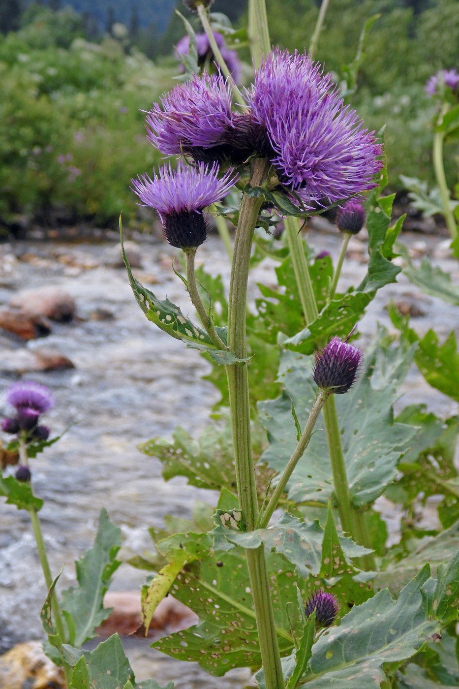 Изображение особи Cirsium sychnosanthum.