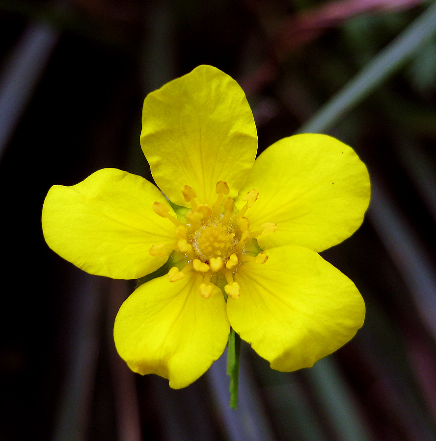 Image of Potentilla anserina specimen.