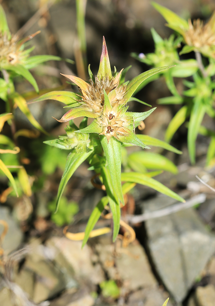 Image of Collomia linearis specimen.