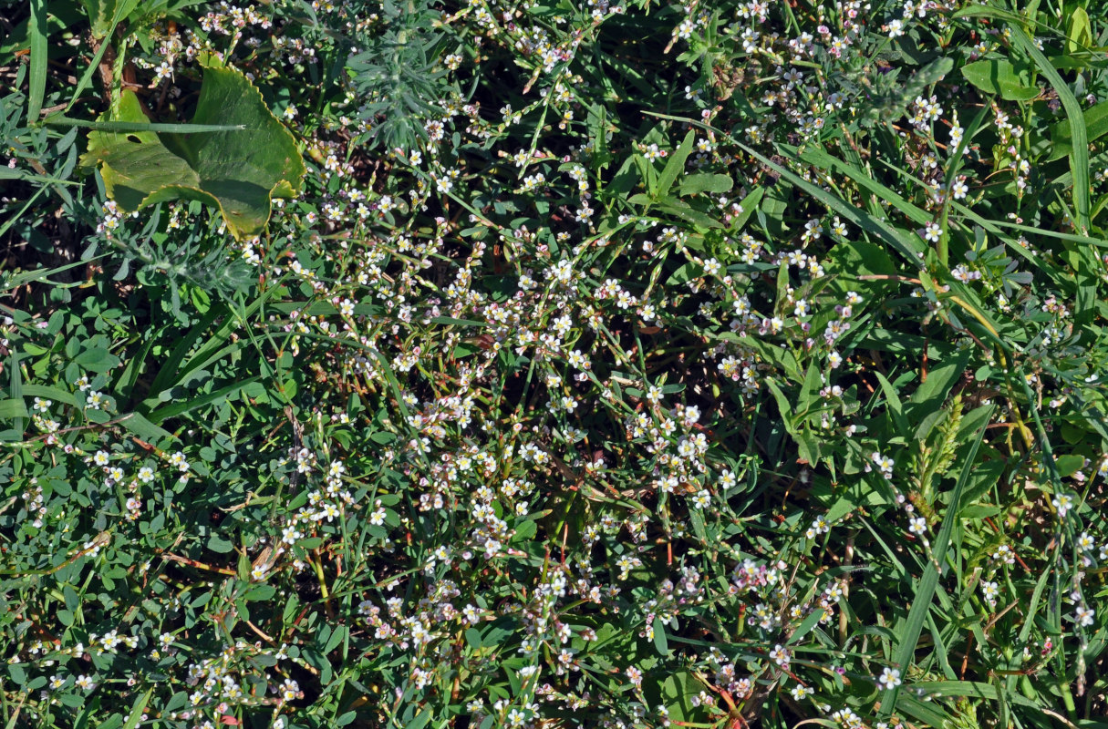 Image of Polygonum pulchellum specimen.