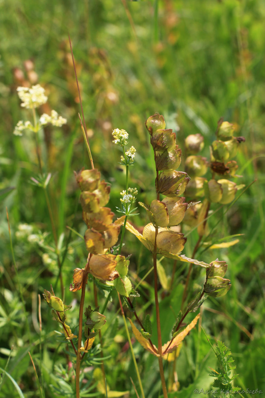 Изображение особи Rhinanthus vernalis.