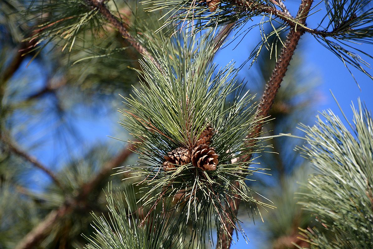 Image of Pinus resinosa specimen.