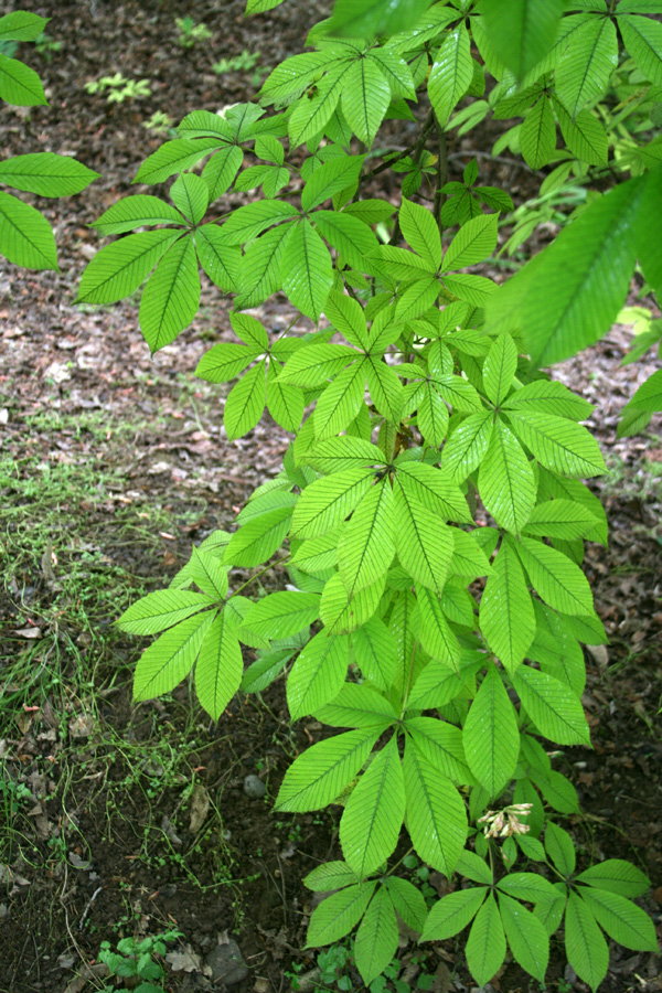 Image of Aesculus &times; neglecta specimen.