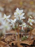 Eranthis stellata. Цветущее растение. Южное Приморье, Сихотэ-Алинь, дол. р. Лазовка, окр. с. Лазо, в долинном широколиственном лесу. 12.04.2018.