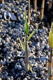 Phragmites australis. Молодой побег. Астраханская обл., Икрянинский р-н, ерик Галга, выжженный участок берега, у воды. 23.04.2021.