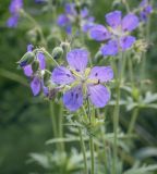 Geranium pratense. Цветок. Пермский край, Кунгурский р-н, окр. ур. Подкаменная гора, ур. Лог Рассохи, разнотравный луг. 10.07.2021.