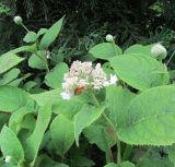 Смотреть изображение Hydrangea involucrata