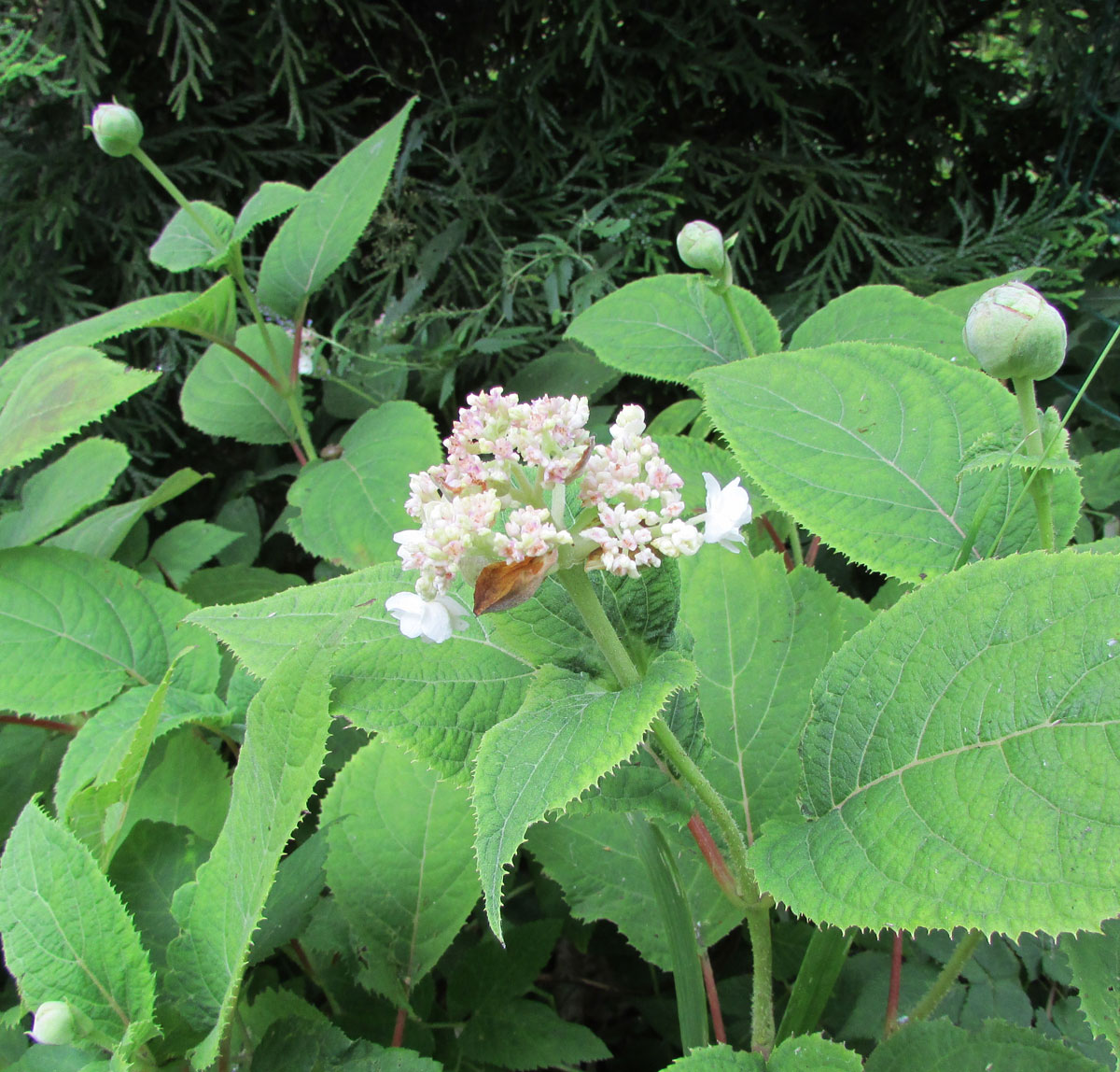 Image of Hydrangea involucrata specimen.