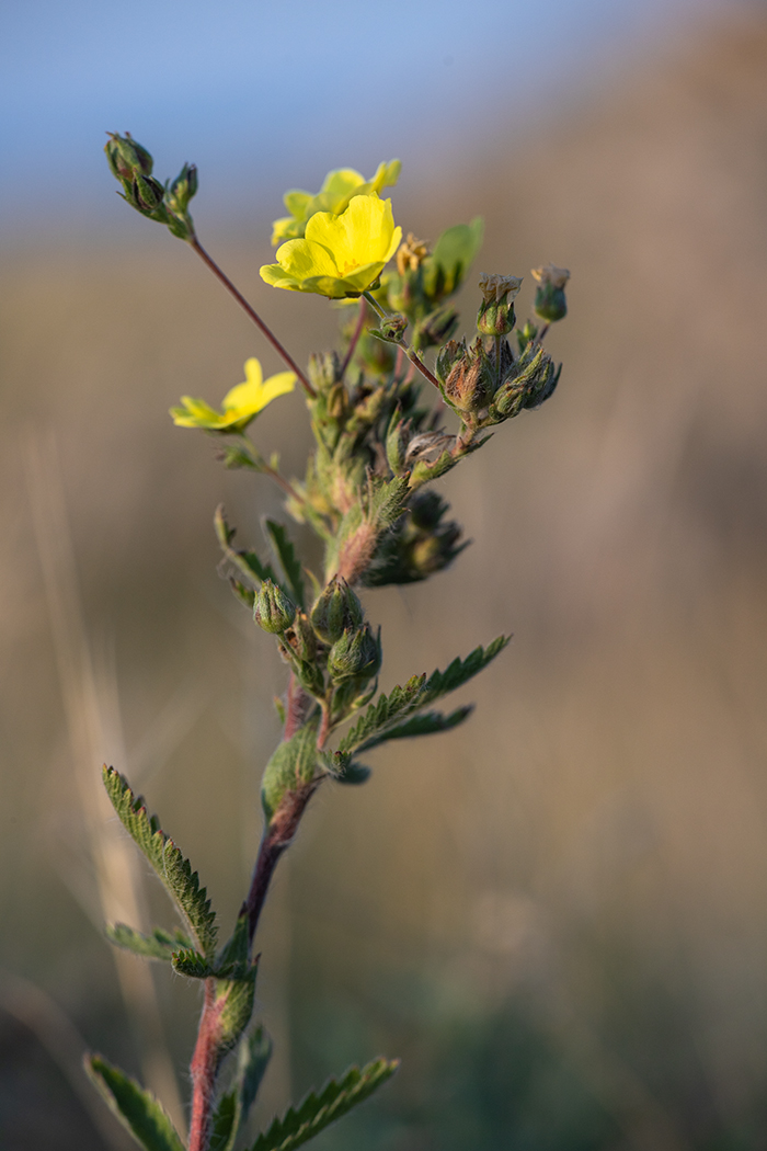 Image of Potentilla recta specimen.