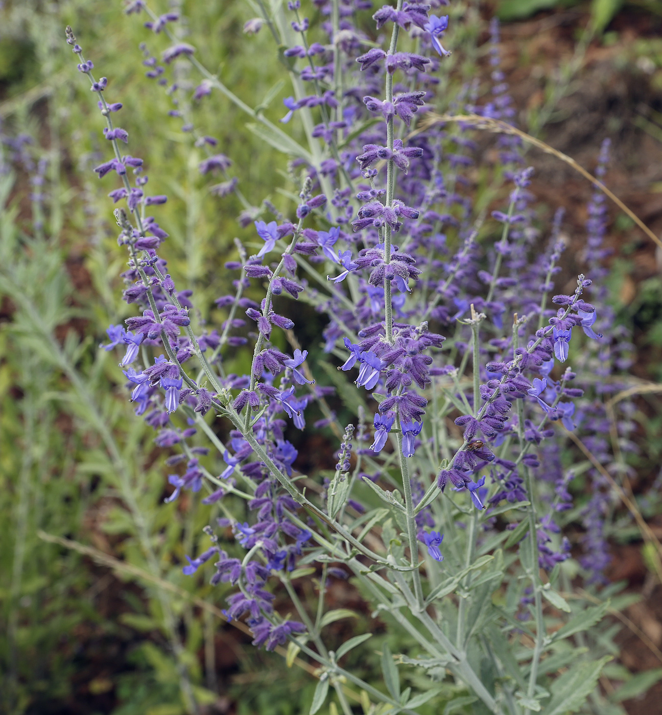 Image of Perovskia atriplicifolia specimen.