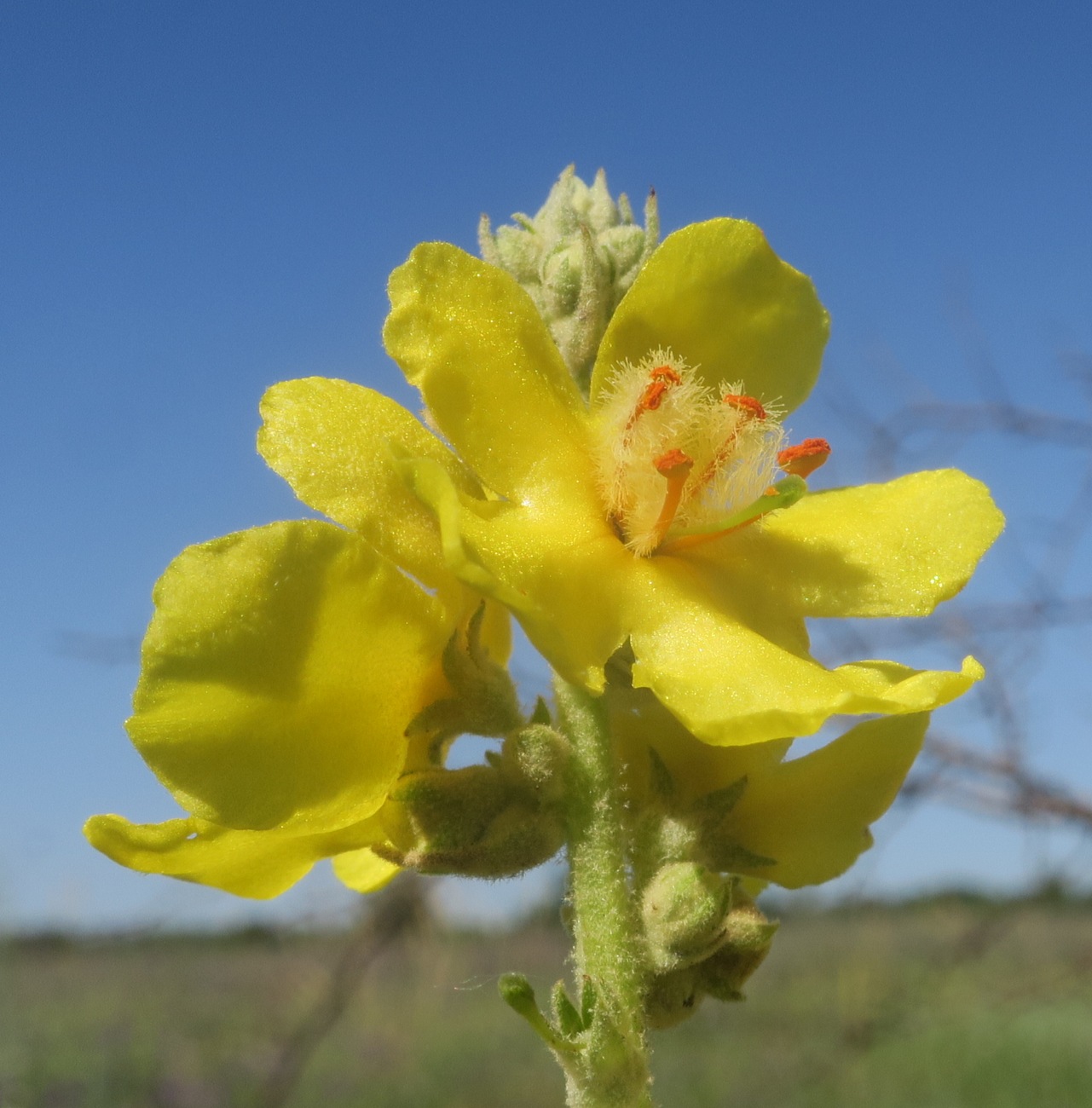 Изображение особи Verbascum &times; ramigerum.