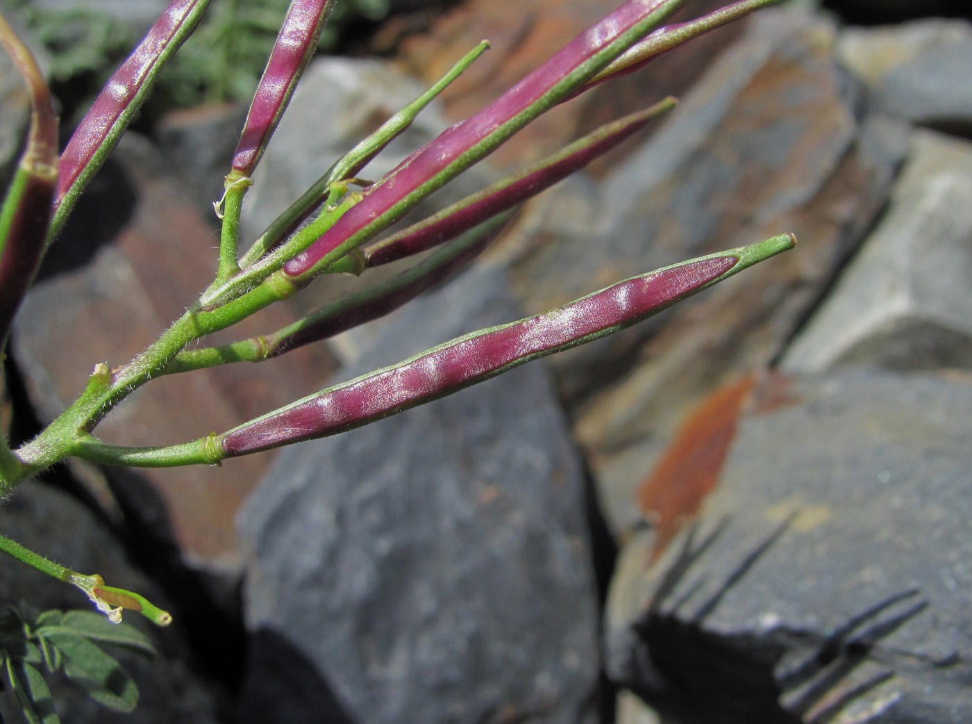 Image of Cardamine bipinnata specimen.