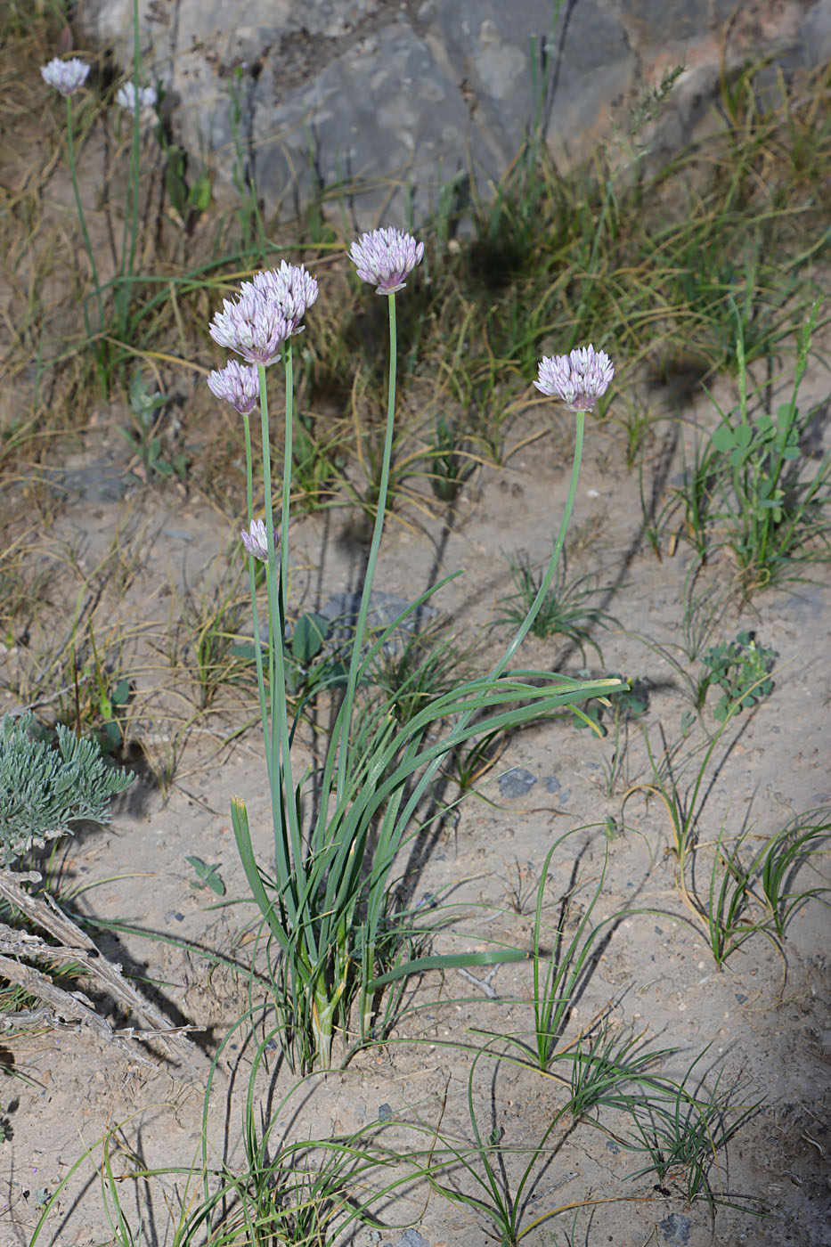 Изображение особи Allium griffithianum.