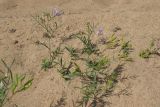 Astragalus arenarius