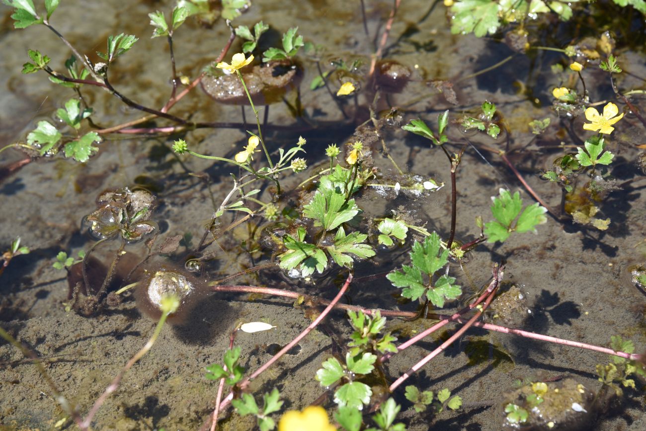 Изображение особи Ranunculus repens.