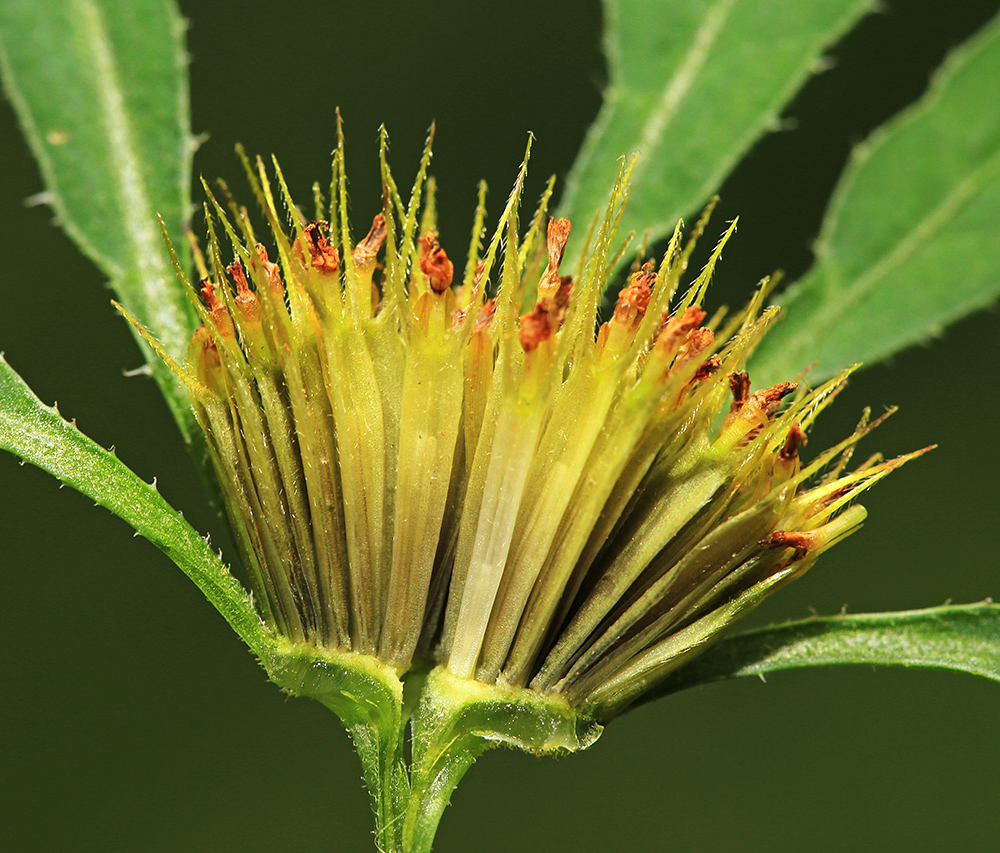 Image of Bidens frondosa specimen.