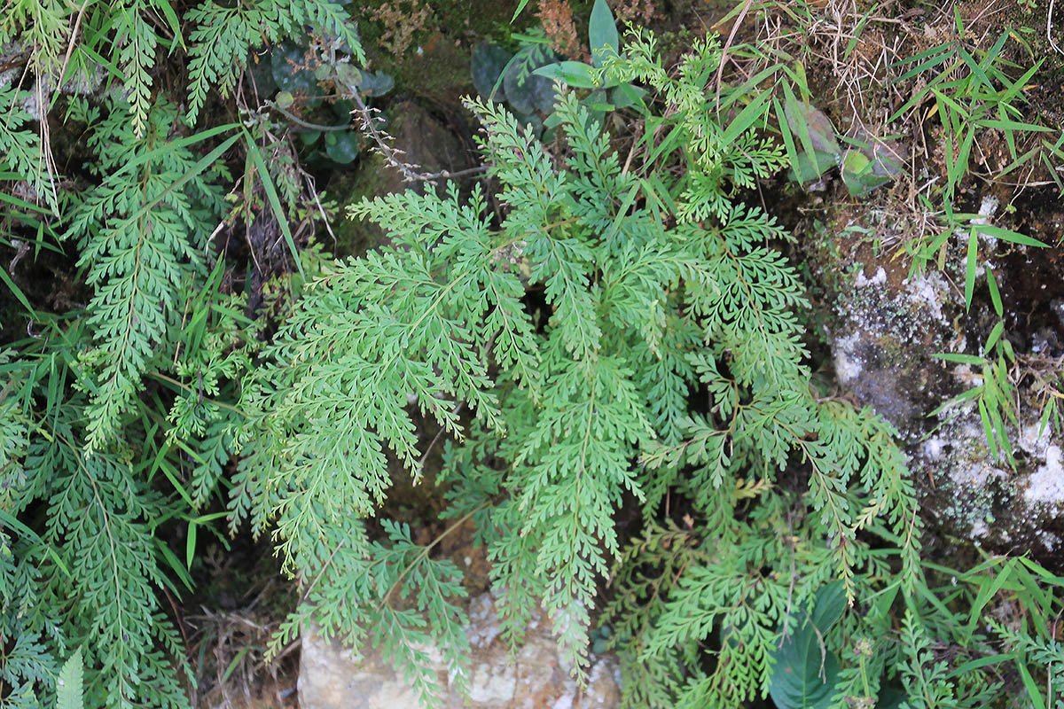 Image of class Polypodiopsida specimen.