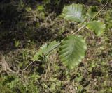 genus Fagus. Верхушка побега. Ярославская обл., г. Переславль-Залесский, дендрологический парк им. С. Ф. Харитонова, в культуре. 12.06.2022.