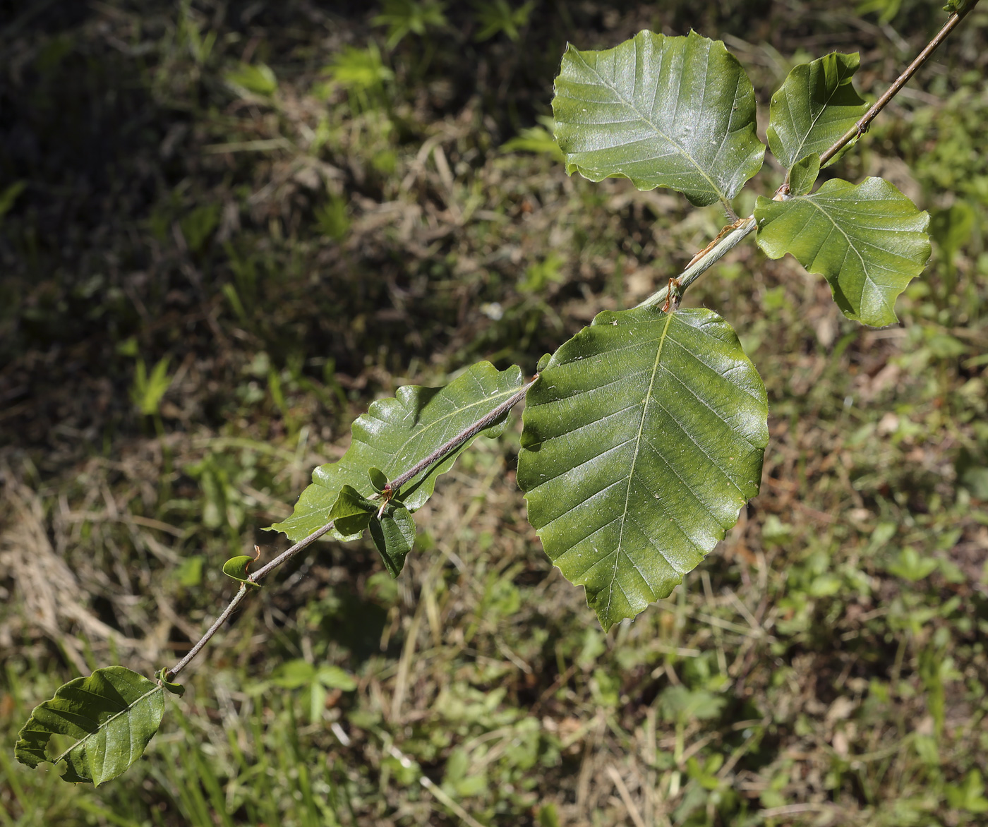 Изображение особи род Fagus.