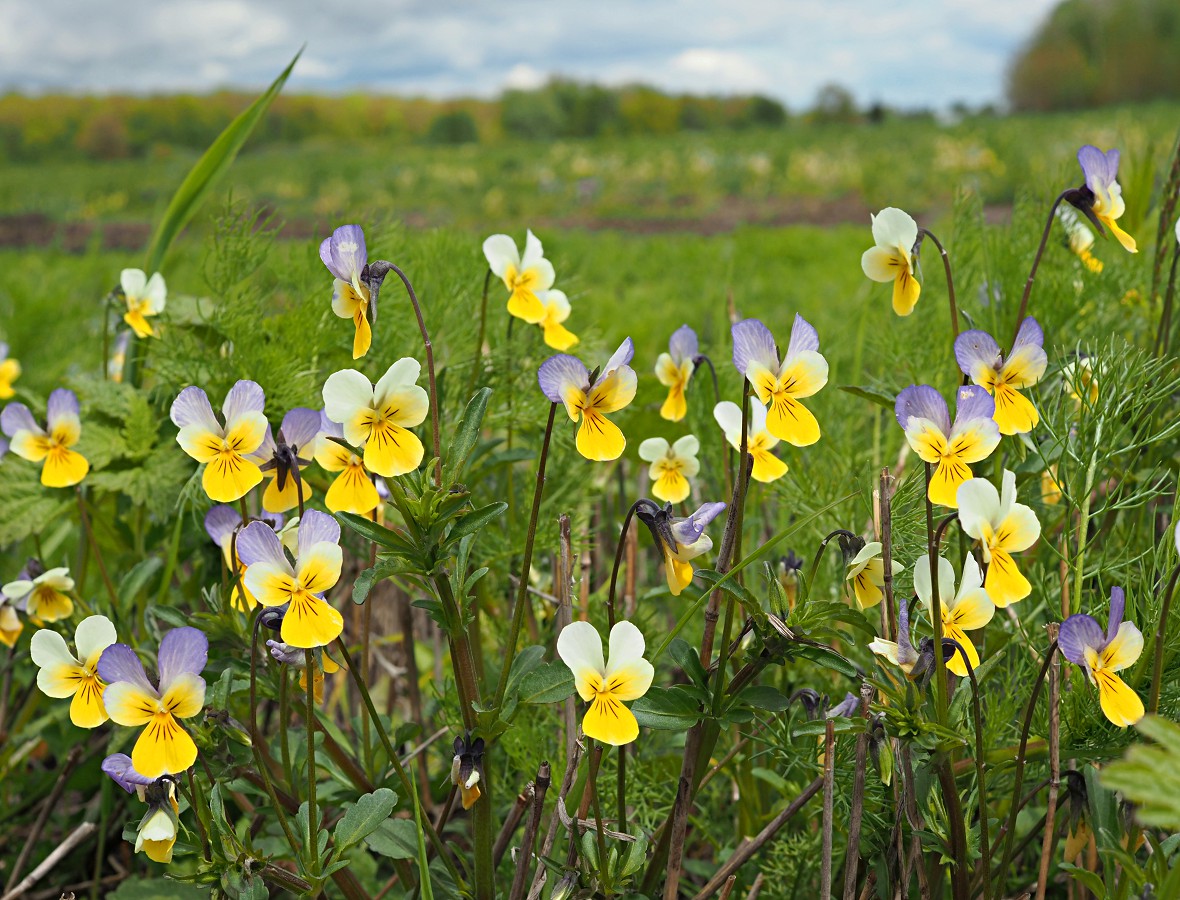 Image of Viola tricolor specimen.