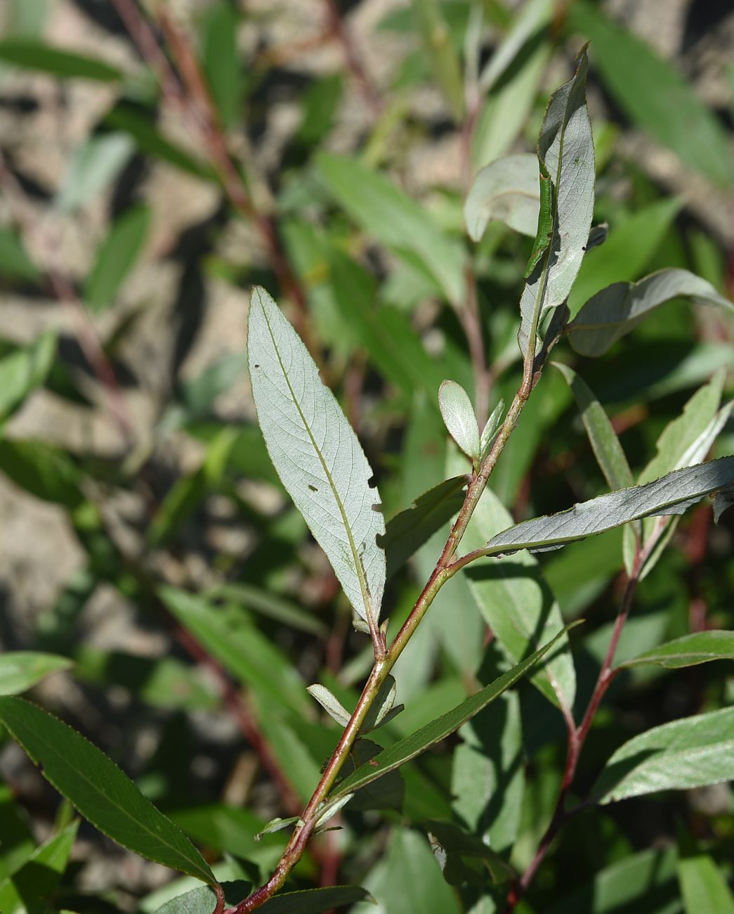 Image of genus Salix specimen.