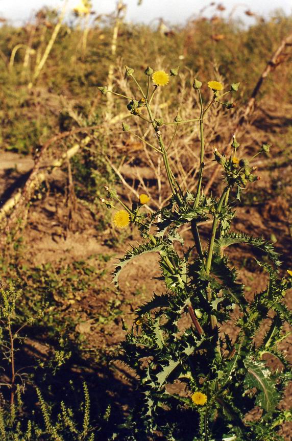 Image of Sonchus asper specimen.