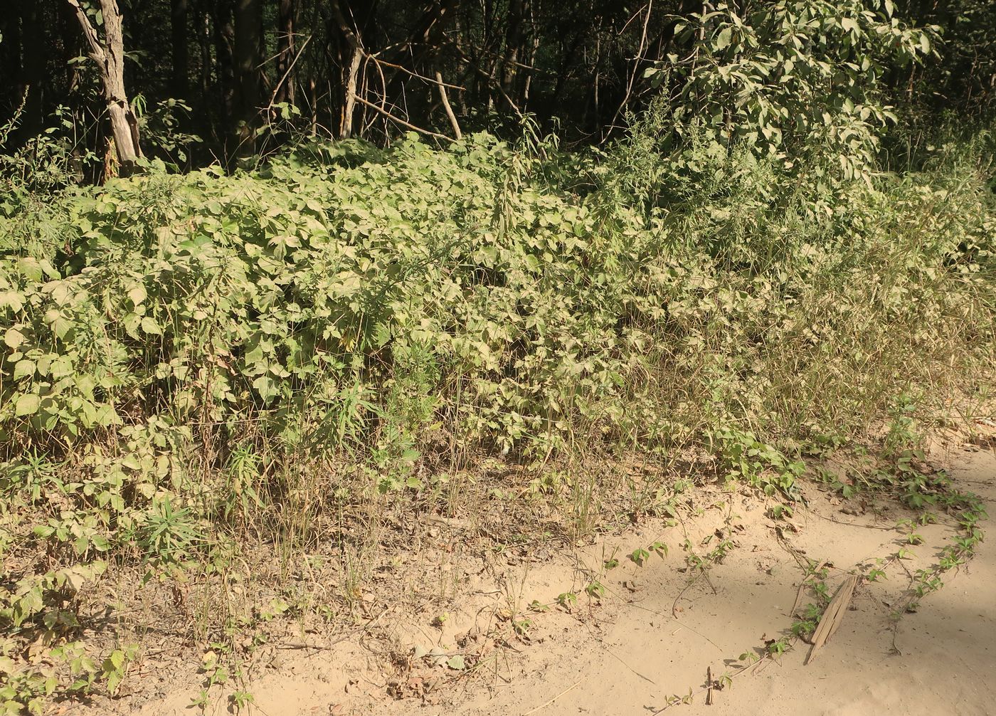 Image of Rubus caesius specimen.