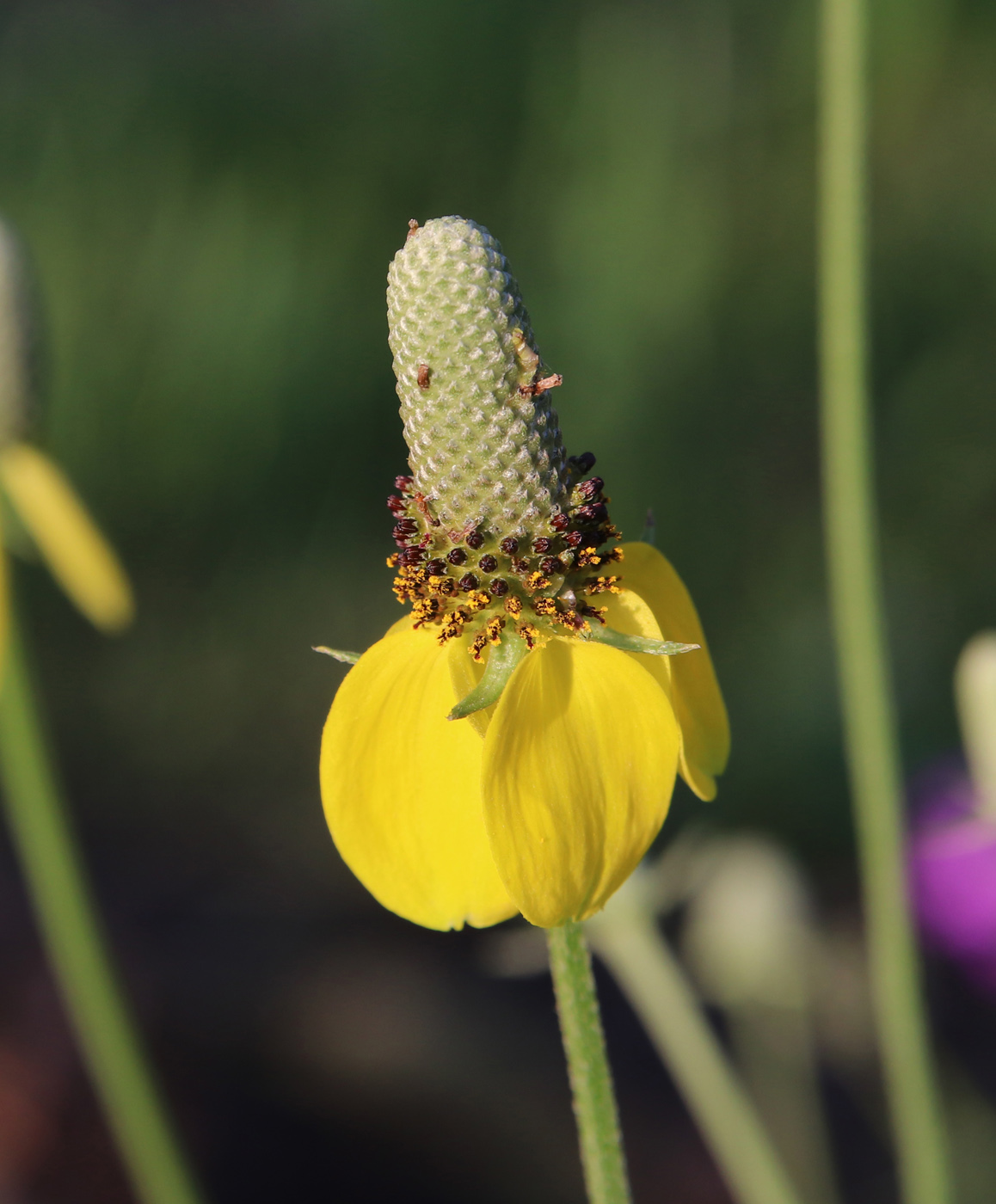 Image of Rudbeckia columnifera specimen.