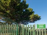 genus Pinus. Часть кроны старого дерева, охраняемого государством. Тверская обл., Кимрский р-н, дер. Нутромо, между частными приусадебными участками. 06.04.2023.