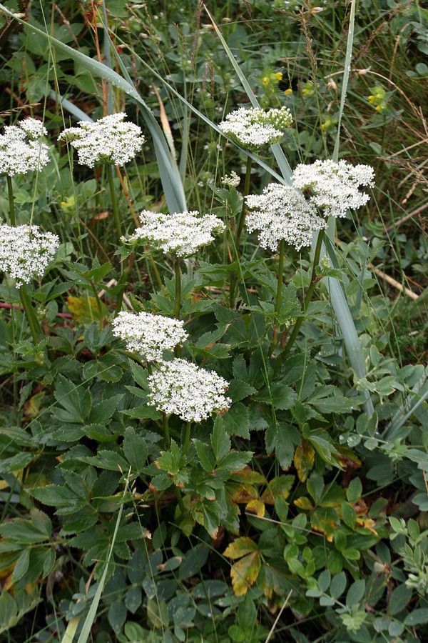 Image of Ligusticum scoticum specimen.