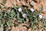 Convolvulus arvensis