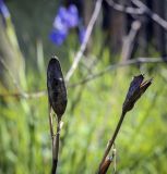 Iris sanguinea. Плоды прошлого года. Пермский край, г. Пермь, Кировский р-н, залежь на месте садовых участков. 09.06.2023.