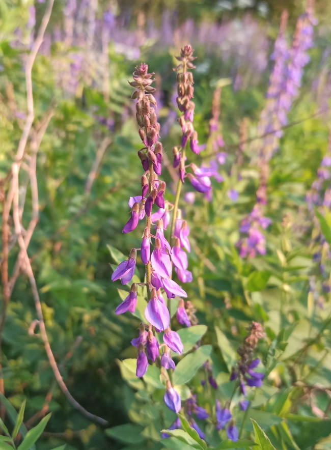 Изображение особи Galega orientalis.