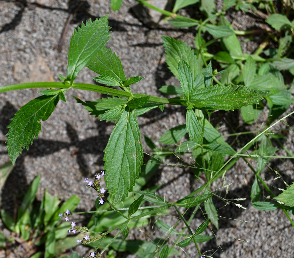 Image of Verbena litoralis specimen.