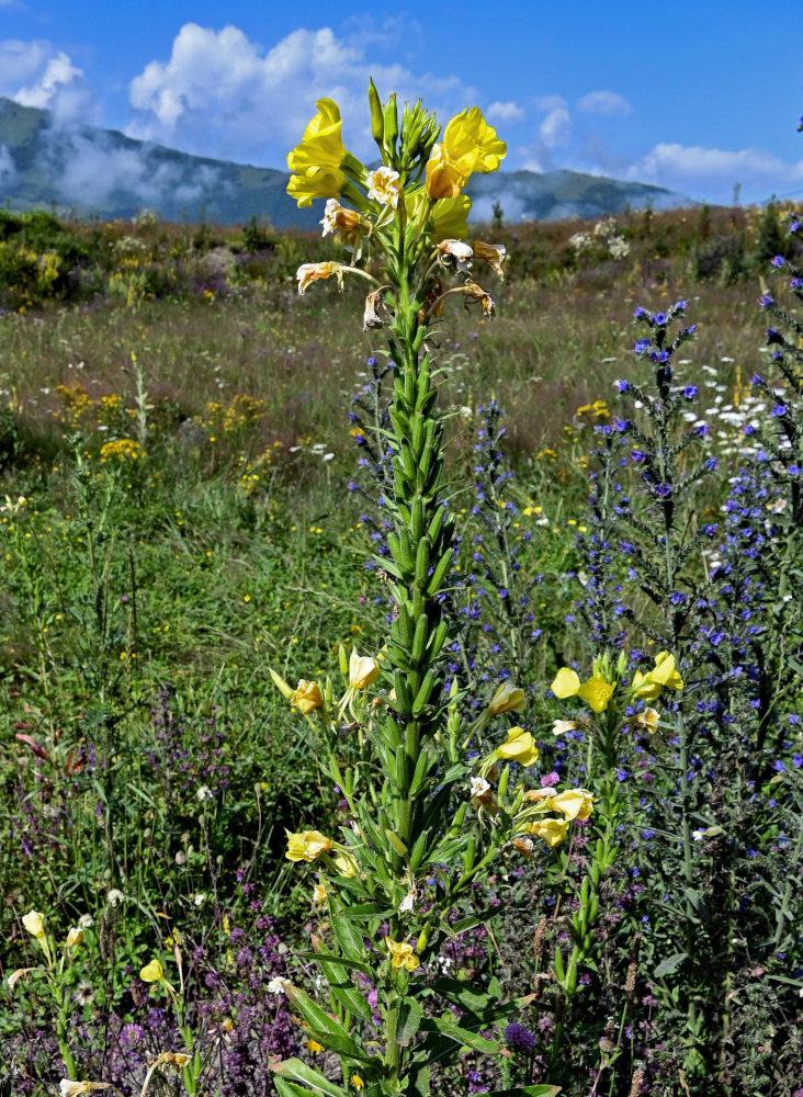 Изображение особи Oenothera biennis.