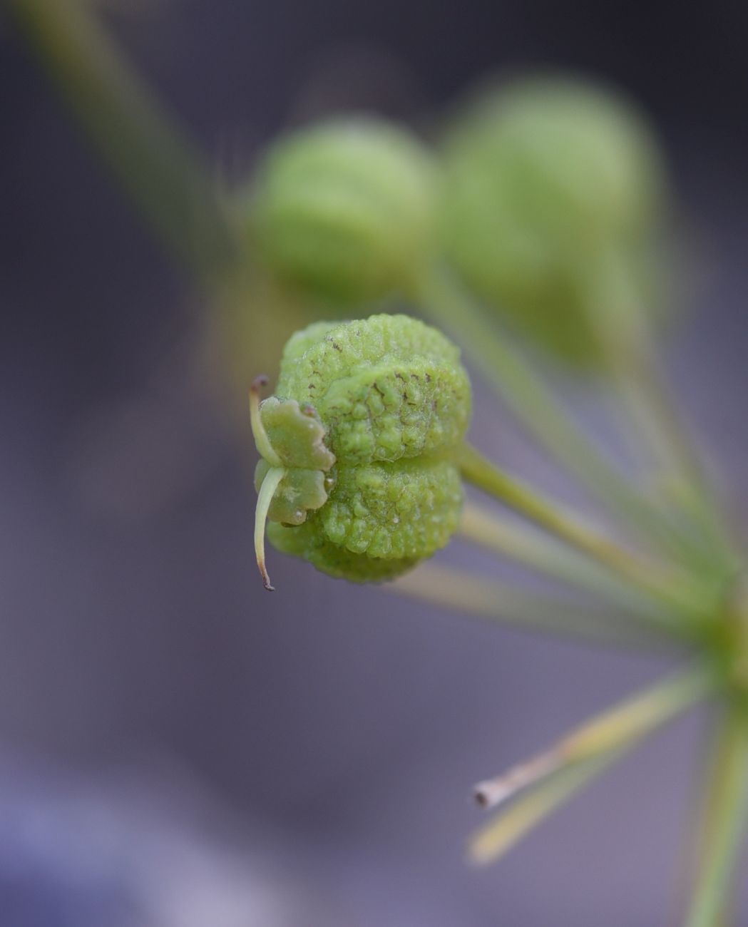 Image of Bilacunaria microcarpos specimen.