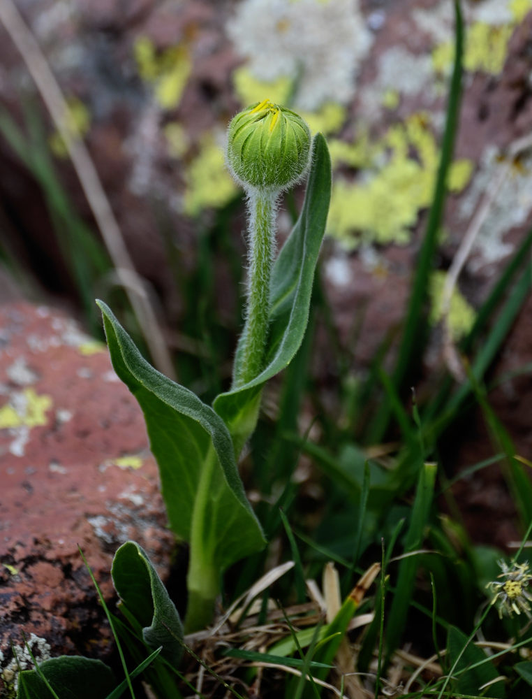 Изображение особи Doronicum oblongifolium.