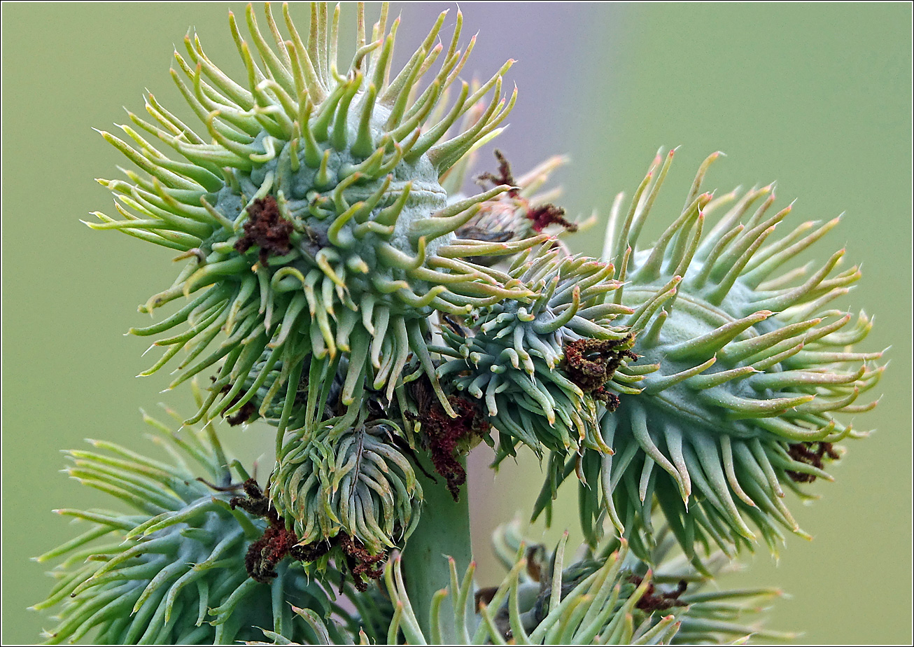 Image of Ricinus communis specimen.