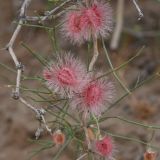 genus Calligonum. Побеги с плодами. Узбекистан, Бухарская обл., экоцентр \"Джейран\", закреплённые пески. 3 мая 2022 г.