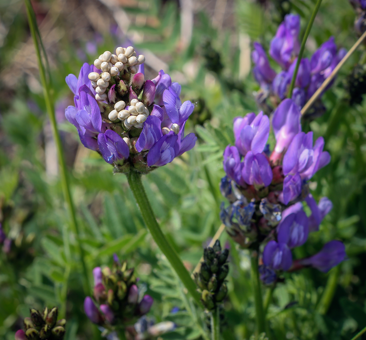 Image of Astragalus danicus specimen.