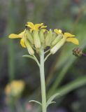 Erysimum ruscinonense. Верхушка побега с соцветием с сидящими жуками. Испания, автономное сообщество Каталония, провинция Барселона, комарка Бергеда, муниципалитет Сальдес, подножие горы Педрафорка, окр. смотр. площадки \"Гресолет\", 1557 м н.у.м., каменистый склон восточной экспозиции. 11.06.2023.