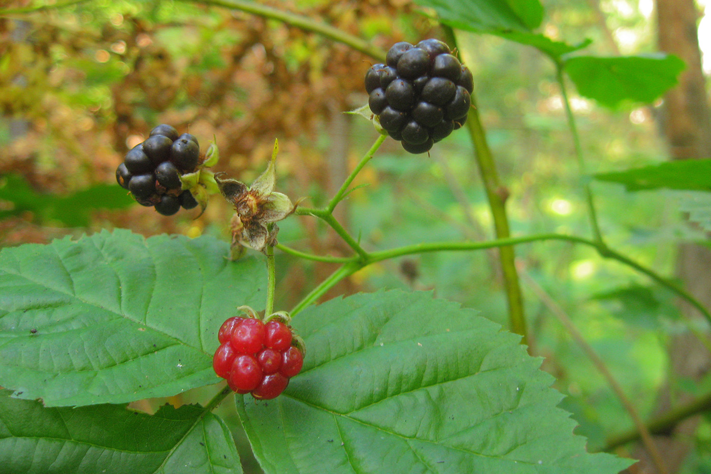 Изображение особи Rubus nessensis.