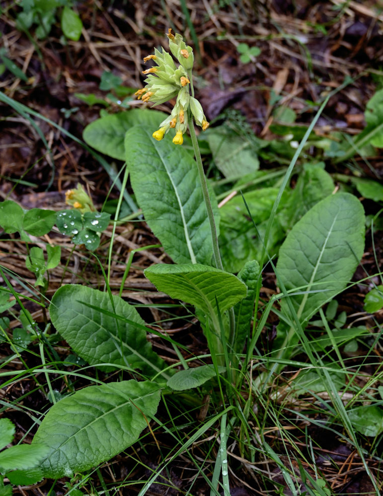 Изображение особи Primula macrocalyx.