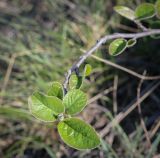 Cotoneaster melanocarpus. Верхушка веточки. Ростовская обл., окр. г. Донецк, правый берег р. Северский Донец, щебнистый склон. 09.04.2024.