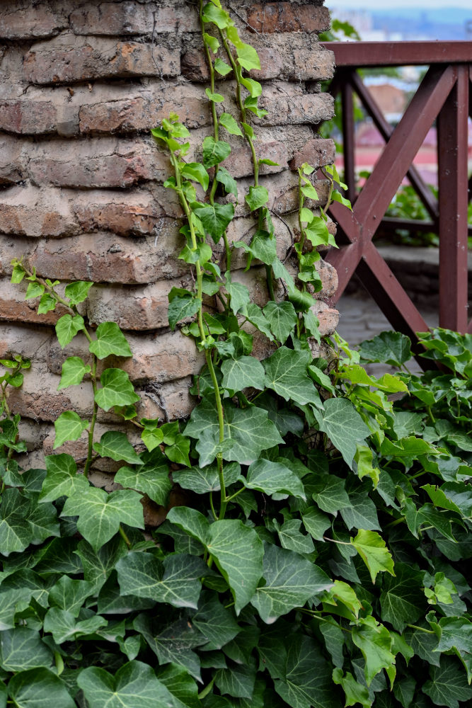 Изображение особи Hedera helix.