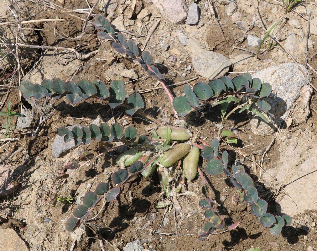 Изображение особи Astragalus fabaceus.